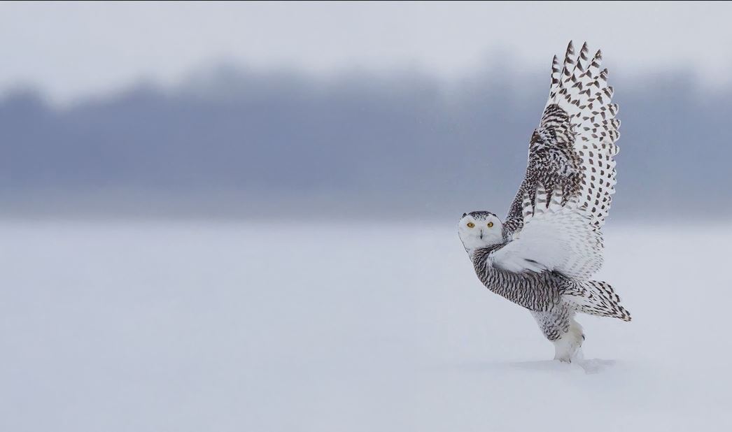Chouette des neiges — symbole de discrétion et de précision
